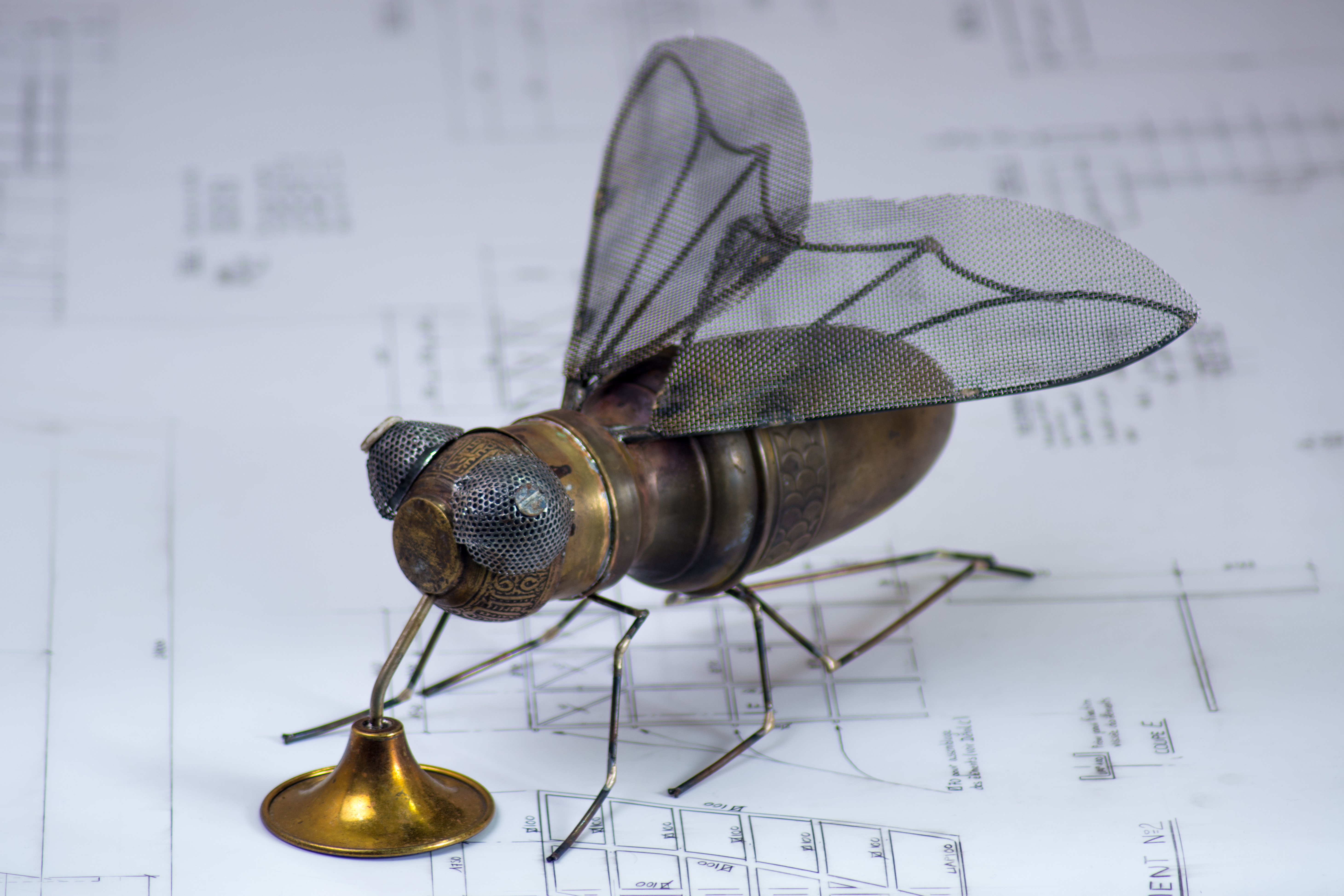 Insect par théophane